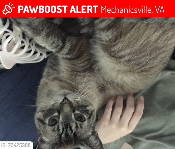 Lost Male Cat last seen Near gittings ct, Mechanicsville, VA 23111