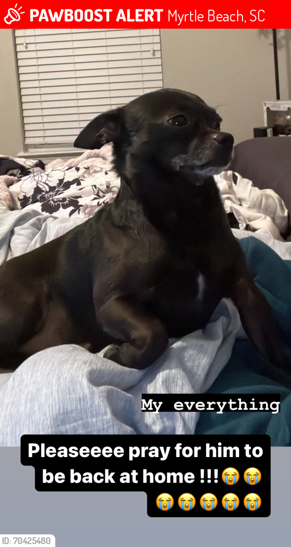 Myrtle Beach, SC Lost Male Dog, Dobby Is Missing PawBoost(01)