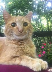 Lost Male Cat last seen Between Thompson Mill & Friendship Roads, N Puckett Rd, GA 30519