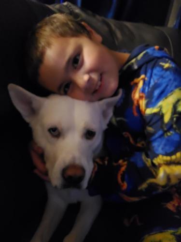 Lost Female Dog last seen Danmar Drive, Canal Winchester, OH 43110