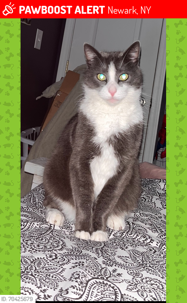 Lost Male Cat last seen E Maple Ave between East Ave and Colton Ave , Newark, NY 14513