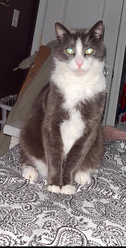 Lost Male Cat last seen E Maple Ave between East Ave and Colton Ave , Newark, NY 14513
