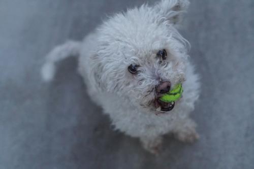 Lost Female Dog last seen 59th Pl and Broadway, Los Angeles, CA 90003