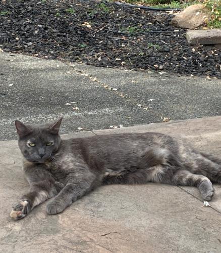 Lost Female Cat last seen Black Oak, Medford, OR 97504