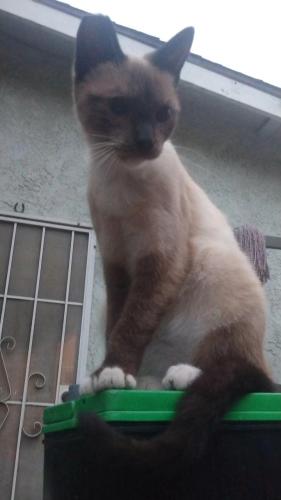 Lost Female Cat last seen Near wicks St , Los Angeles, CA 91352