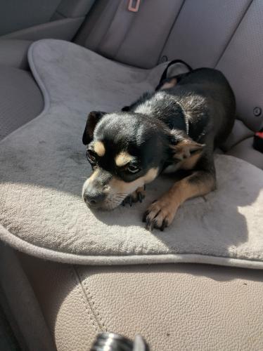 Lost Female Dog last seen 11th and Ardmore ave Los Angeles ca 90006, Los Angeles, CA 90006