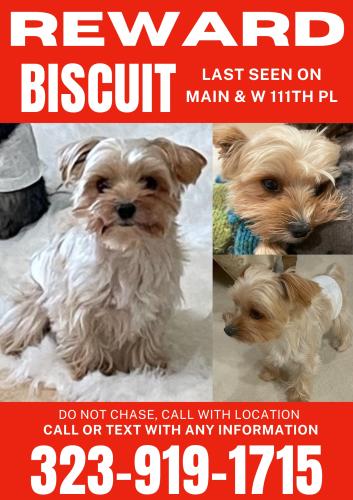 Lost Male Dog last seen Main st and 111th , Los Angeles, CA 90061