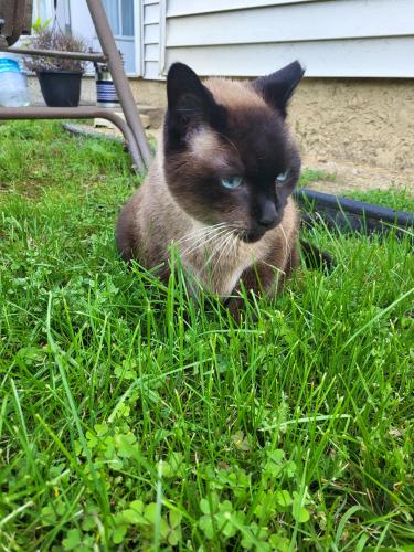Lost Male Cat last seen Sterchi Village Blvd and Rifle Range Rd, Powell, North Knoxville TN 37918, Knoxville, TN 37918