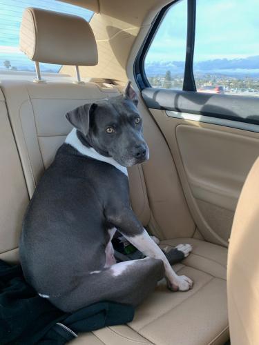 Lost Male Dog last seen CANYONBACK Road , Los Angeles, CA 90049