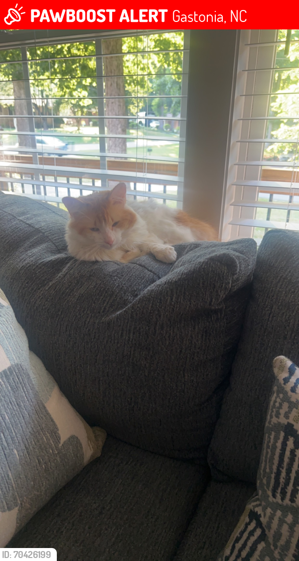 Lost Male Cat last seen last seen in neighborhood but it is right at highway 321 near the sc/nc border, Gastonia, NC 28052