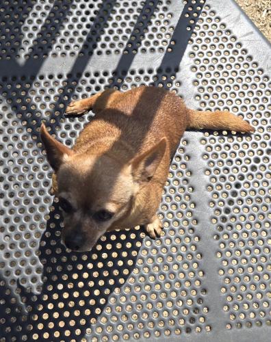 Lost Female Dog last seen Century Blvd and Oklahoma Ave., Paramount, CA 90723