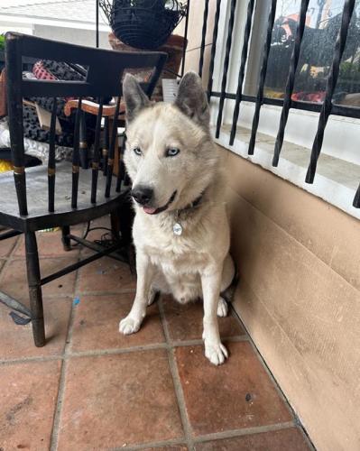 Lost Male Dog last seen Fountain Ave/Virgil Ave, Los Angeles, CA 90029