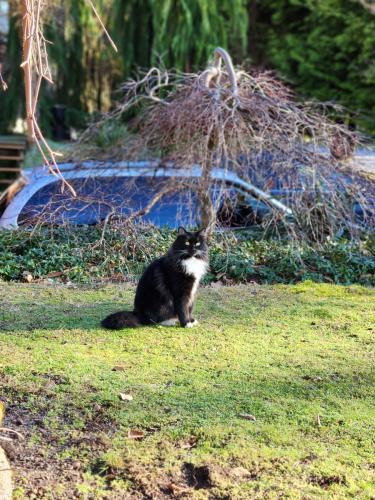 Lost Male Cat last seen Near ave & 144 st 711, Surrey, BC V3R 2A1