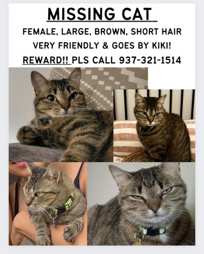 Lost Female Cat last seen Heatherington Way & Old Burnett Rd, Spartanburg County, SC 29349