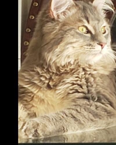 Lost Male Cat last seen Near Panorama dr coquitlam BC, Coquitlam, BC V3E 2W1