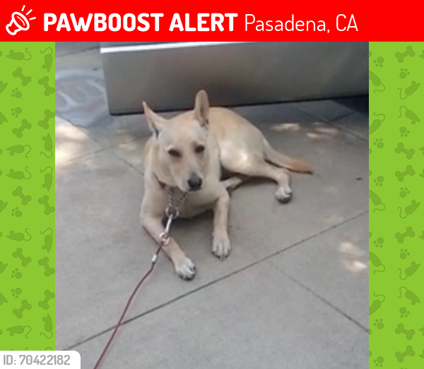 Lost Female Dog last seen Park and Ride, Under 210 Freeway -- Pasadena, CA, Pasadena, CA 91107