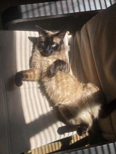 Lost Male Cat last seen Near 87 ave, Surrey, BC V4N 1C3