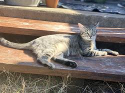 Lost Male Cat last seen 51st street and Overbrook Drive, Austin, TX 78723