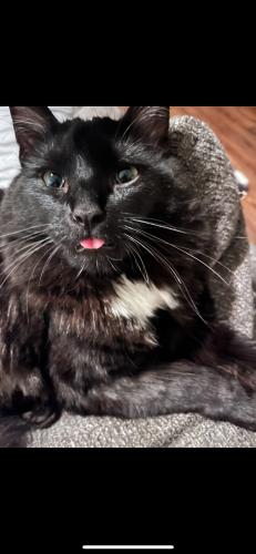 Lost Male Cat last seen Cheshire St. , Delaware, OH 43015