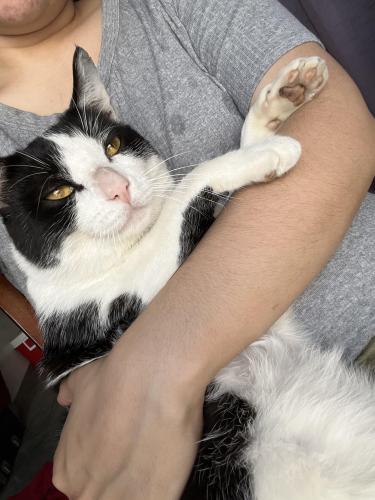 Lost Male Cat last seen Melva & paramount , Downey, CA 90242