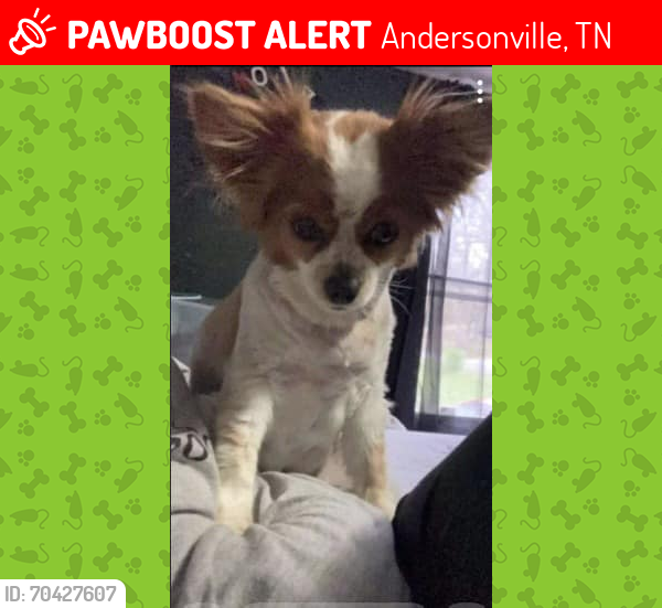 Lost Female Dog last seen Near Mill Creek Road, roadway , Andersonville, TN 37705