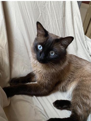 Lost Male Cat last seen Near Ave Surrey , Surrey, BC V4N
