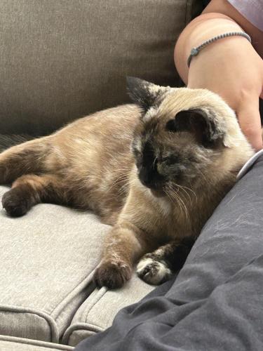 Lost Female Cat last seen Behind the house in the woods in hickory creek farms, Knoxville, TN 37932