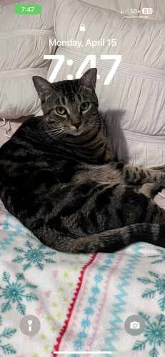 Lost Male Cat last seen 200A and 72, Langley, BC V2Y 2Z5