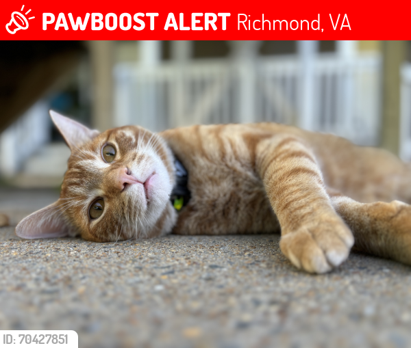 Lost Male Cat last seen Park northside complex across the street from RACC, Richmond, VA 23222