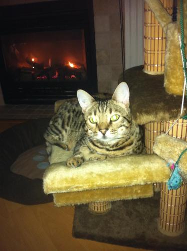 Lost Male Cat last seen Lucerne /St Albans, Richmond, BC V6Y 1J3