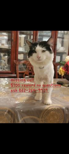Lost Male Cat last seen Near Duryea Street 07103, Newark, NJ 07103