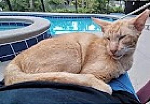 Lost Male Cat last seen Dixon and North Indian River Drive, Cocoa, FL 32922