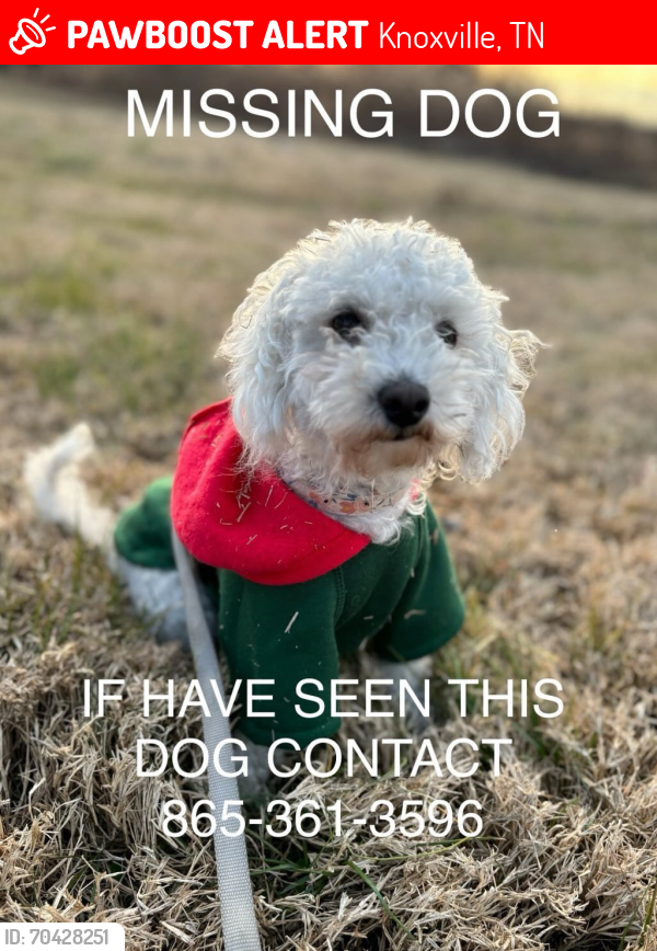 Lost Female Dog last seen Near wilderness Rd Knoxville , Knoxville, TN 37917