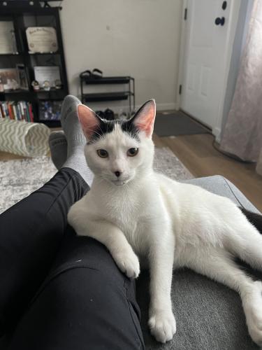Lost Male Cat last seen N Bellefontaine Ave, 64117, Kansas City, MO 64117