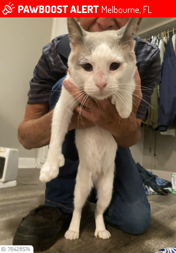 Lost Male Cat last seen Fatzler, Melbourne, FL 32935