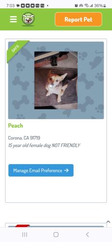 Lost Female Dog last seen Mckinley/ Ranch vista, Corona, CA 92879