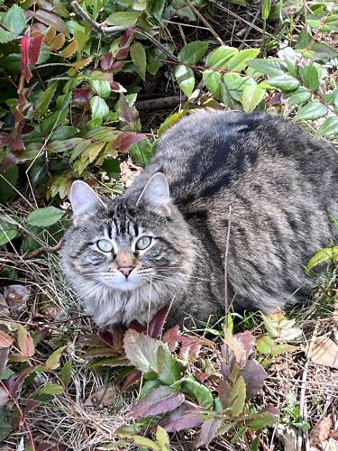 Lost Female Cat last seen Custer School Rd & BBL, Custer, WA 98240