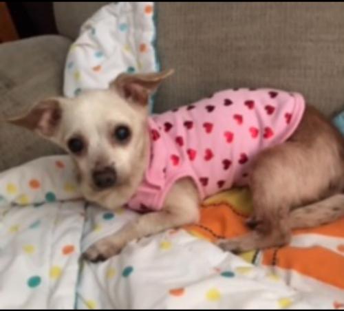 Lost Female Dog last seen Hampshire ave, off Riviera and Port Malabar 32905, Palm Bay, FL 32905