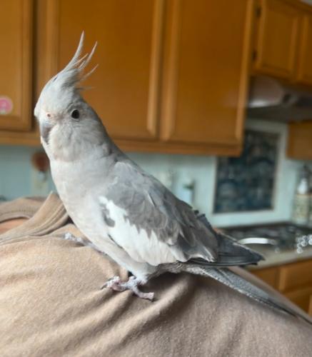 Lost Female Bird last seen Cottonwood Ave and Morrison St., Moreno Valley, CA 92555