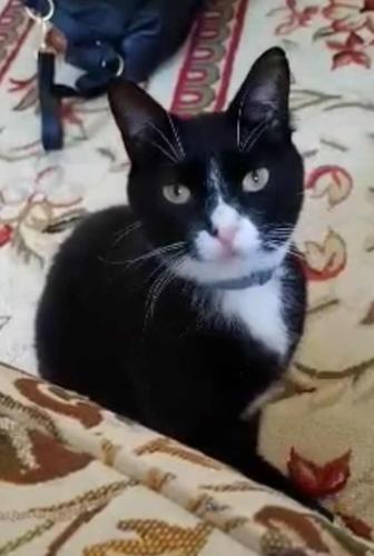Lost Male Cat last seen Noebixby Rd/Riverdale Rd, Columbus, OH 43232