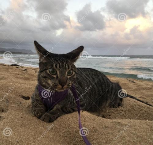 Lost Male Cat last seen Near Beach 96th Street, Far Rockaway, NY 11693, Queens, NY 11693