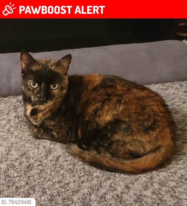 Lost Female Cat last seen The Crest at plainsboro, Plainsboro Township, NJ 08536