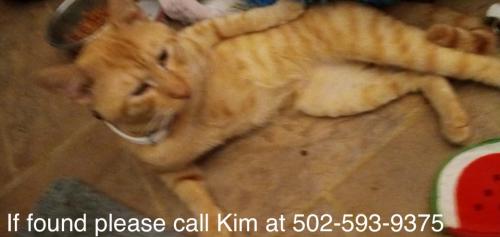 Lost Male Cat last seen West Indian trail @ Krashey way Louisville Kentucky , Louisville, KY 40213
