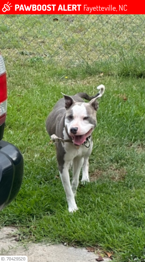 Lost Male Dog last seen Near Cypress Rd, Fayetteville, NC 28304
