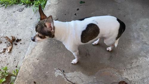 Lost Female Dog last seen Ola , Kaufman, TX 75142