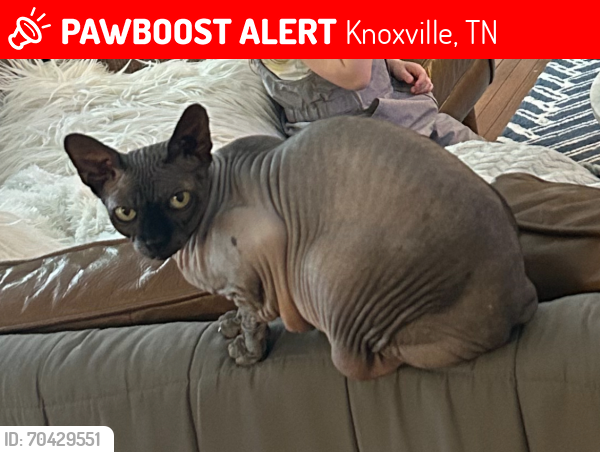 Lost Male Cat last seen Martha Washington heights , Knoxville, TN 37920