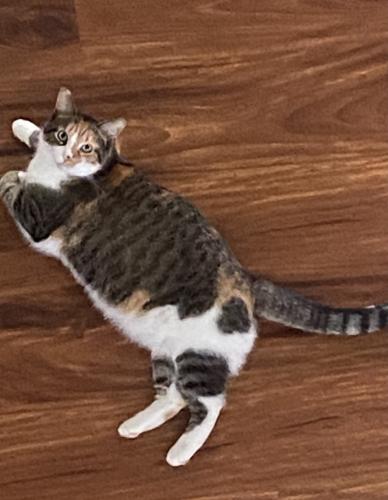 Lost Female Cat last seen 56th and Guion Road , Indianapolis, IN 46254