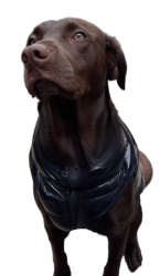 Reunited Female Dog last seen mount soledad, San Diego, CA 92093