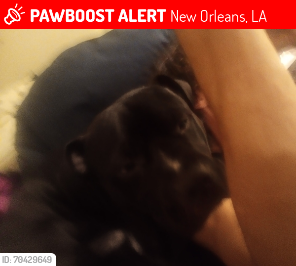 Lost Male Dog last seen Near Congress Street New Orleans, New Orleans, LA 70126