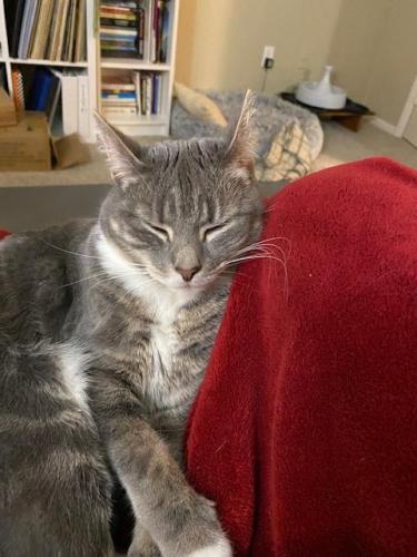 Lost Female Cat last seen three chopt and forest drive, Henrico, VA 23229